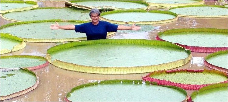 Сообщение о необычных листьях растений. Самые удивительные растения мира